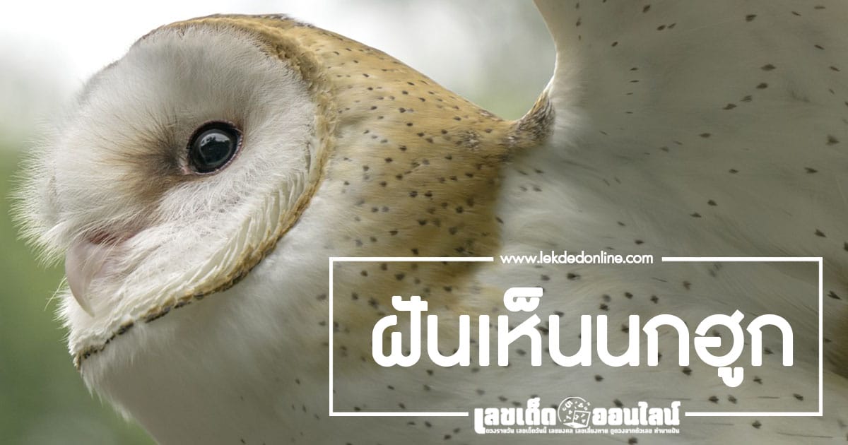 ฝันเห็นนกฮูก นกตัวโตตากลมที่ออกโบยบินยามค่ำคืน