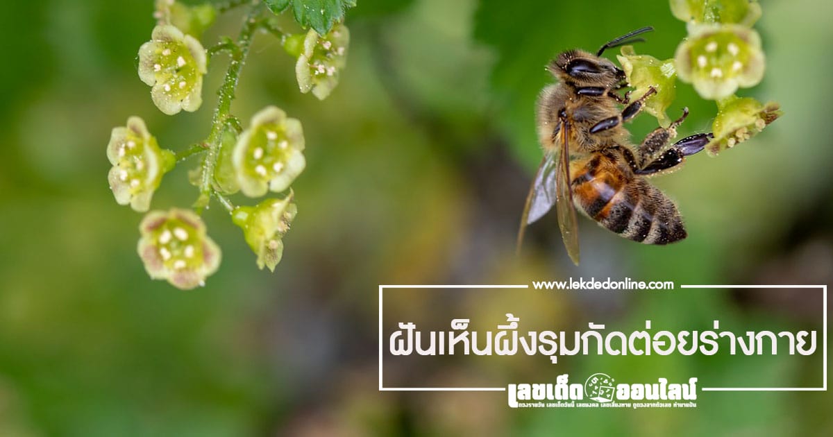 ฝันเห็นผึ้งรุมกัดต่อยร่างกาย จะเจ็บปวดเหมือนในชีวิตจริงรึไม่ ?