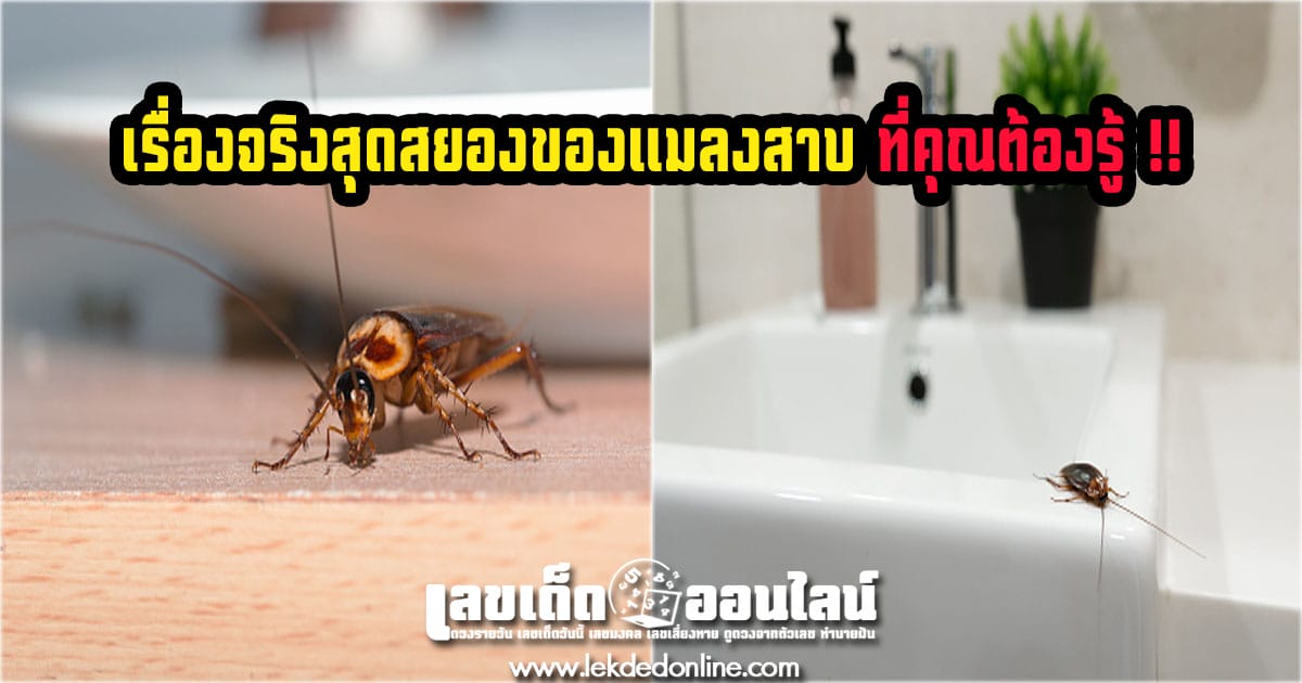 8 เรื่องจริงสุดสยองของแมลงสาบ ที่คุณต้องรู้ !! แมลงสาบอันตรายไหม