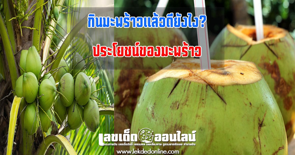 กินมะพร้าวแล้วดียังไง?  6 ประโยชน์ของมะพร้าว มาทำความรู้จักกัน !!
