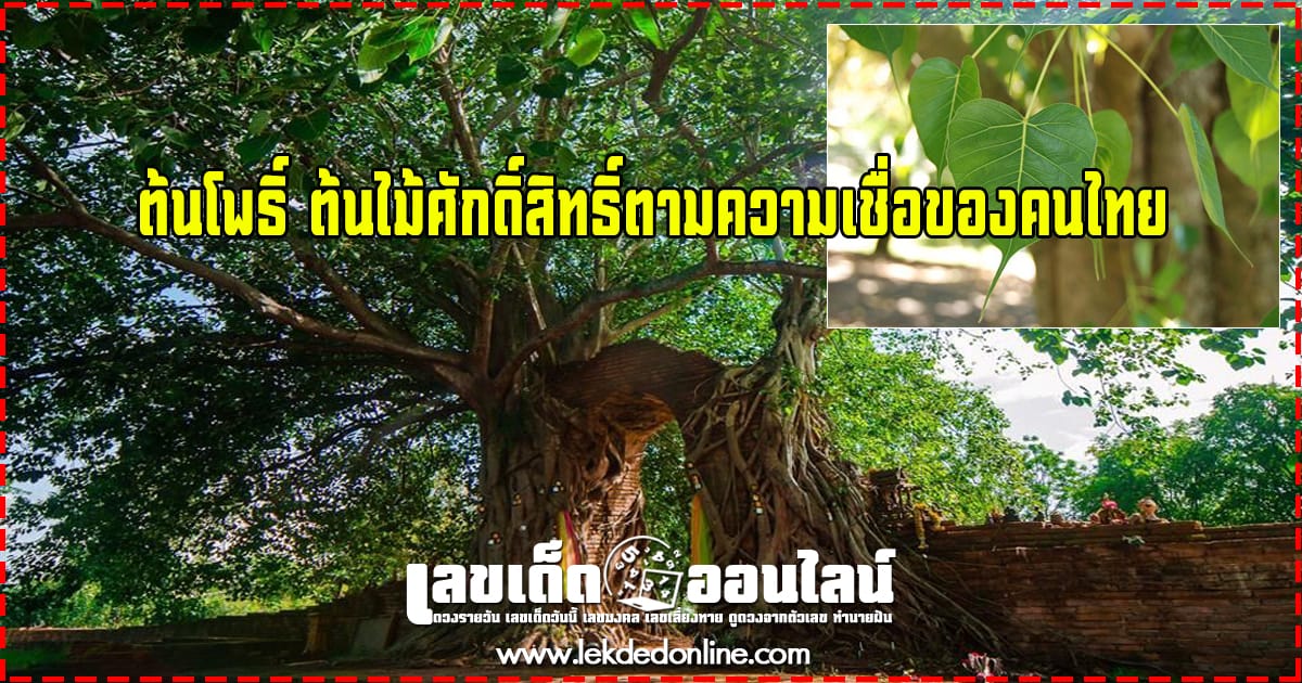 ต้นโพธิ์ ต้นไม้ศักดิ์สิทธิ์ตามความเชื่อของคนไทย