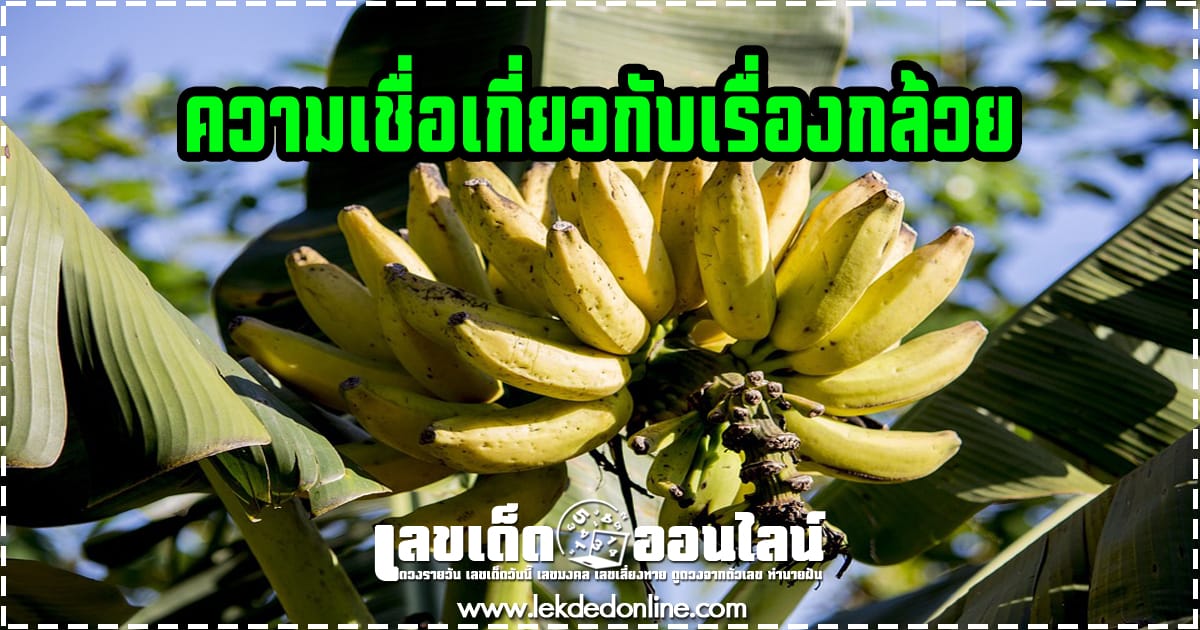 หลากความเชื่อเกี่ยวกับเรื่องกล้วย พืชสารพัดประโยชน์ ที่อยู่คู่คนไทยมานาน