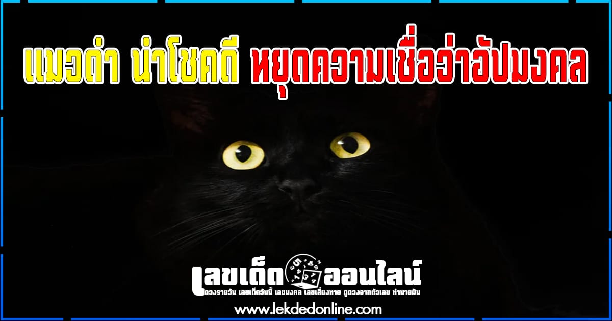 แมวดำ สัญลักษณ์แห่งโชคดี หยุดความเชื่อว่าเป็นแมวอัปมงคล